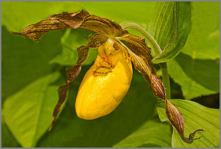 Yellow Lady Slipper copy